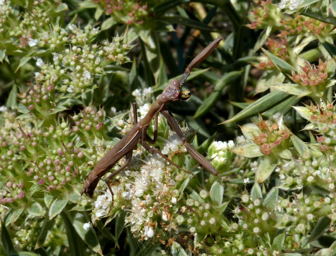 Iris oratoria, in agguato